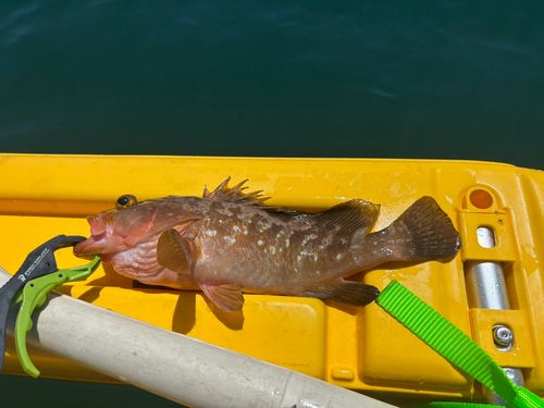 アコウの釣果