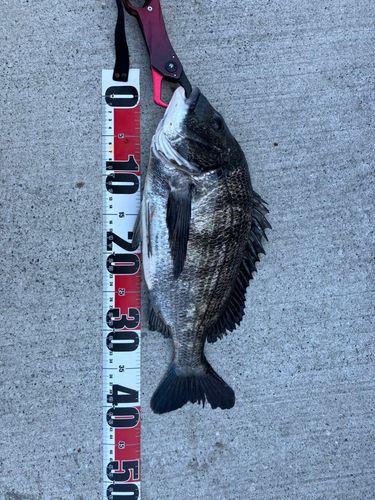 クロダイの釣果