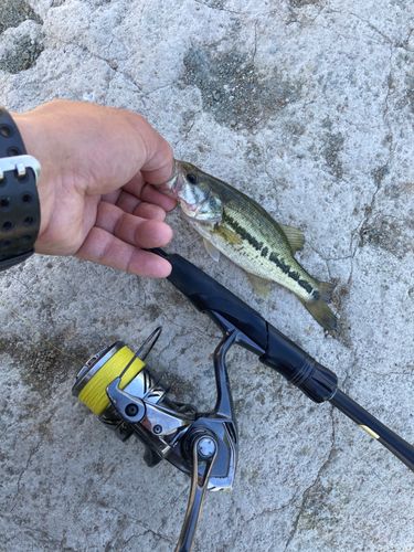 ラージマウスバスの釣果
