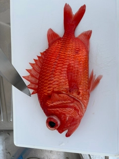 エビスダイの釣果