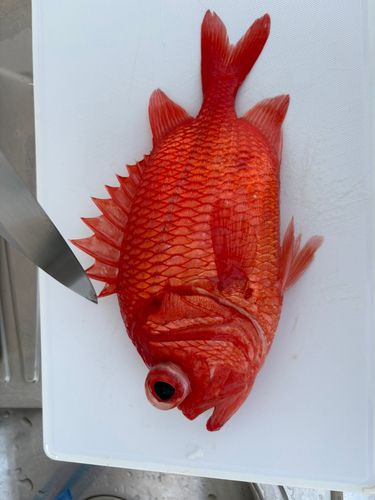 エビスダイの釣果