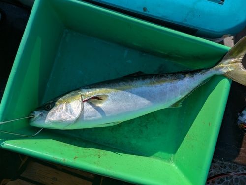 ハマチの釣果