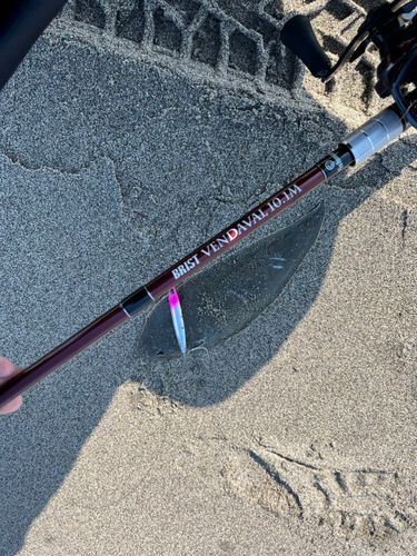 シタビラメの釣果