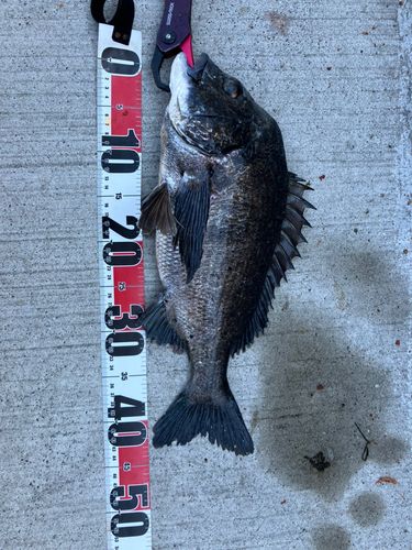 クロダイの釣果