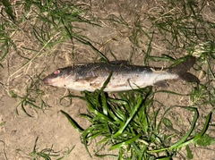 ニゴイの釣果