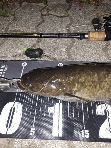 ナマズの釣果