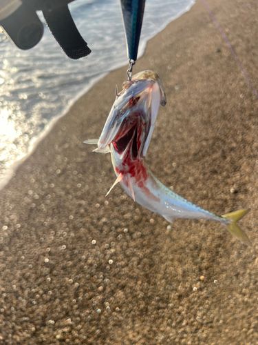マサバの釣果