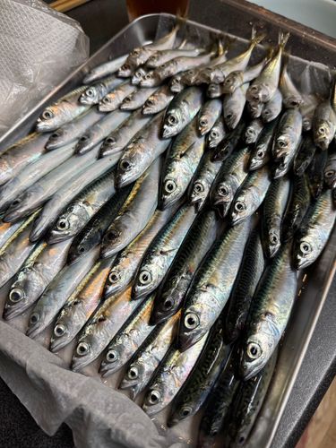 サバの釣果
