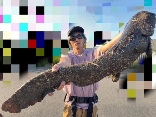 マナマズの釣果