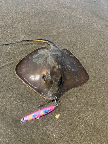 エイの釣果