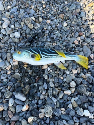 シマフグの釣果