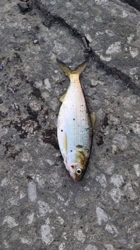 コノシロの釣果