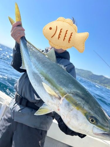 ブリの釣果