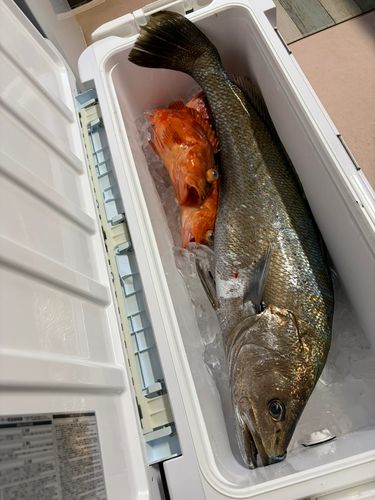 オオニベの釣果