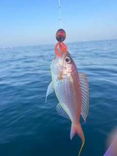 イナダの釣果