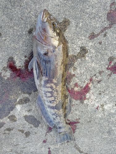 アイナメの釣果