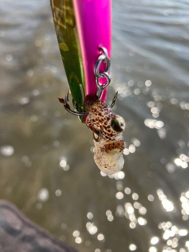 イカの釣果