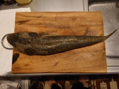 マゴチの釣果