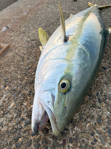 ブリの釣果