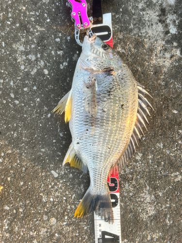 キビレの釣果