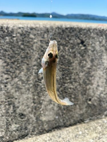 キスの釣果