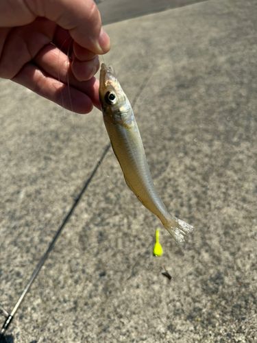 キスの釣果