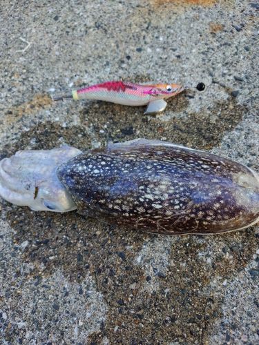 シリヤケイカの釣果