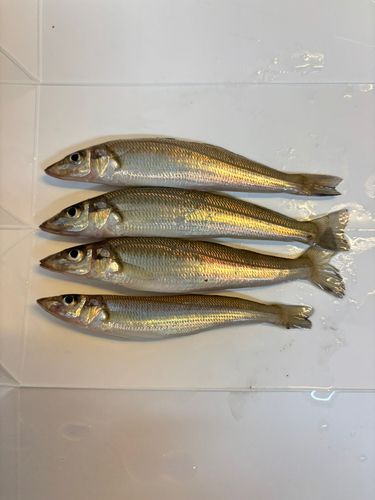 キスの釣果