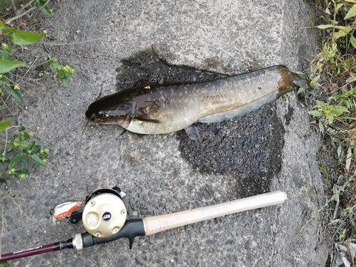 ライギョの釣果