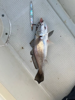ニベの釣果