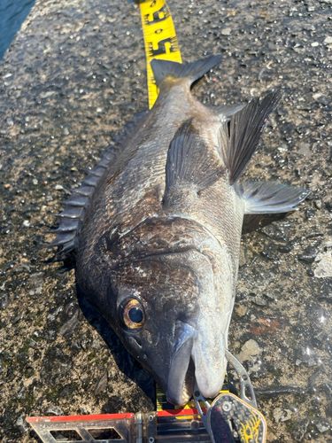クロダイの釣果