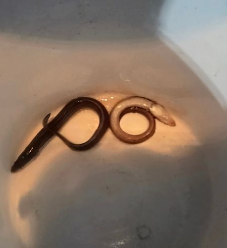 アナゴの釣果