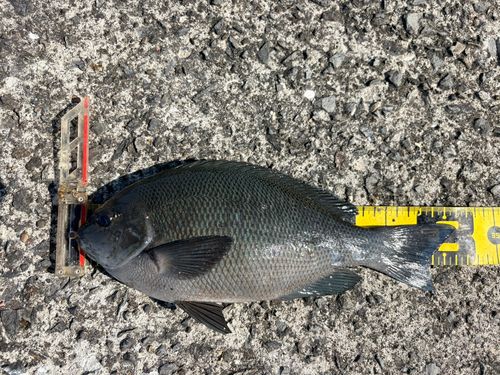 メジナの釣果