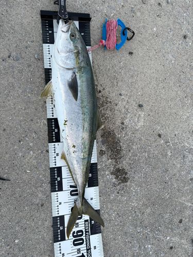 ブリの釣果