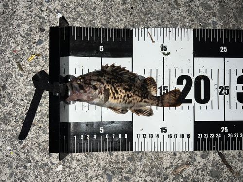 クロソイの釣果