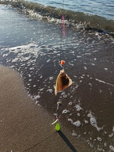 カレイの釣果
