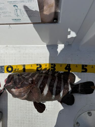 マハタモドキの釣果