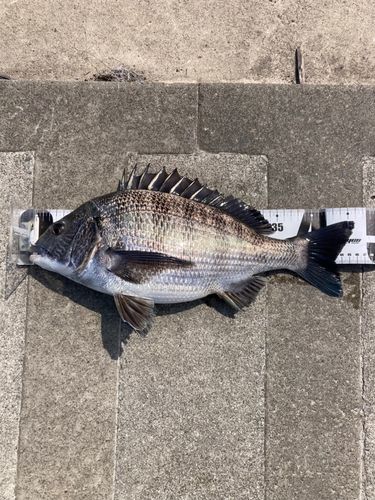 クロダイの釣果