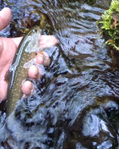 イワナの釣果