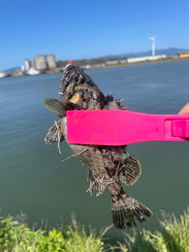 クロソイの釣果
