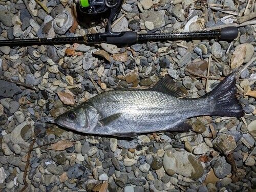 フッコ（ヒラスズキ）の釣果