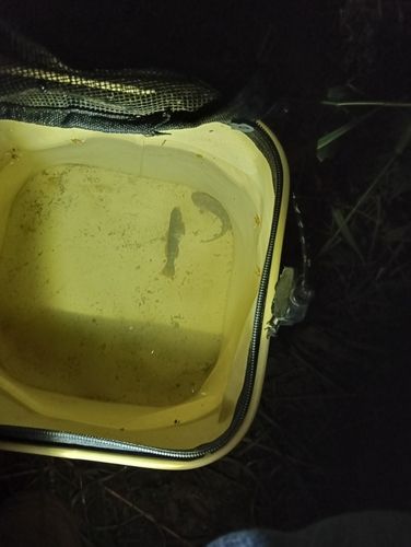 ハゼの釣果