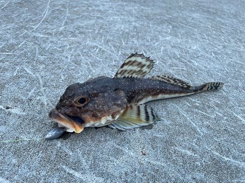 カジカの釣果