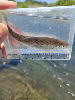 オイカワの釣果