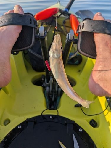 シロギスの釣果