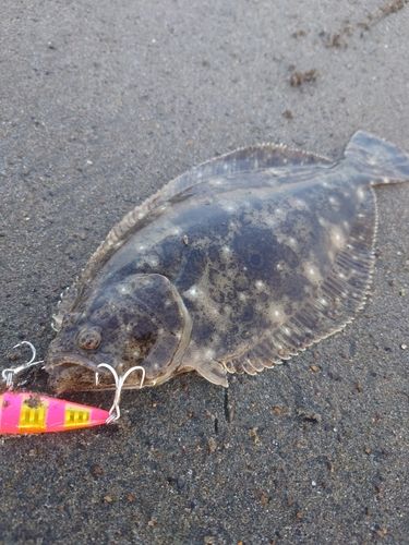 ソゲの釣果