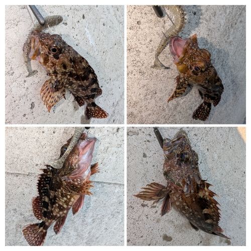カサゴの釣果