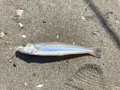 シロギスの釣果