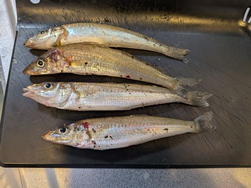 シロギスの釣果