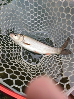 ウグイの釣果